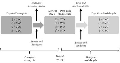 Modeling the economic performance of small ruminant pastoralist flocks and financial impact of changes in reproductive performance and mortalities in Kajiado county, Kenya